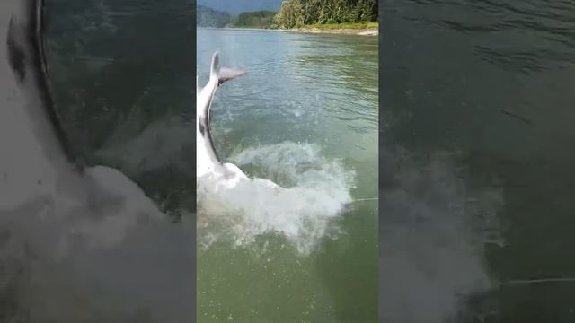 The fisherman is scared when he meets the freshwater monster 😱😱 смотреть онлайн