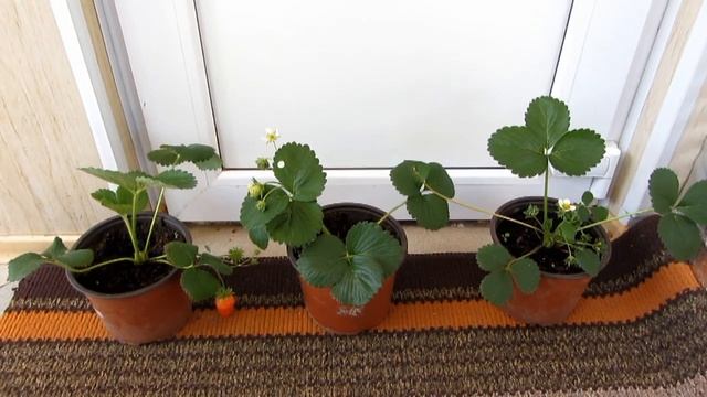 Чудо-ягодница , сказочный сбор , первая ягода. смотреть онлайн