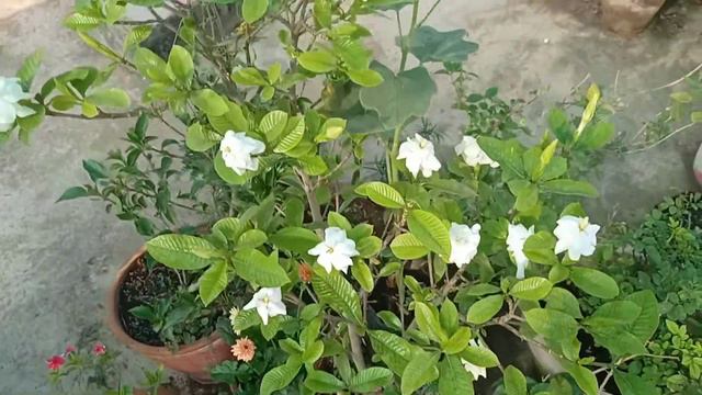 Gandh Ka Raja Gandharaj / Hybrid Gardenia / Gardenia Jasminoides