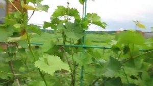 Видеообзор тапенера подвязчика растений  Испытание
