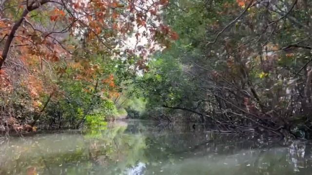 Остров ко чанг 2022 год, ноябрь. Мангровый рай смотреть онлайн