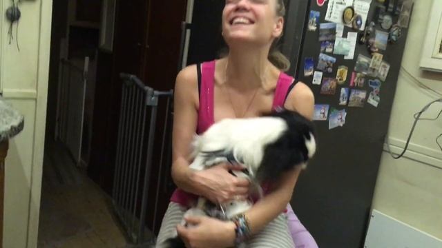 Собака-бесяка. Юко. Японский Хин смотреть онлайн