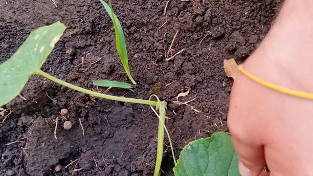 окучил помидоры!