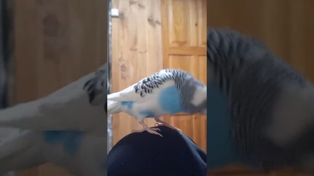 говорящий попугай/маленький мальчик говорящий попугайчик? смотреть онлайн