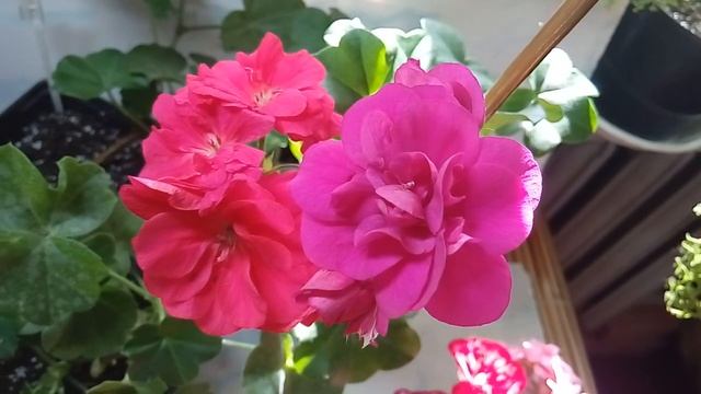 Плющелистная пеларгония Принц Пурпл (Purple Prince), Амелит (Pac Amelit), Малайка (Toscana Malaika) смотреть онлайн