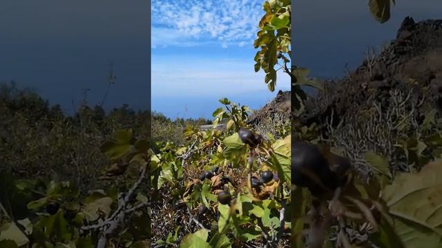Higo Tenerife, Canary Island (Инжир на Тенерифе, Канарские острова ) смотреть онлайн