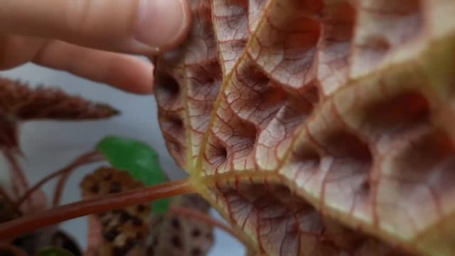 Бегония FEROX из коллекции Голубевой Татьяны смотреть онлайн