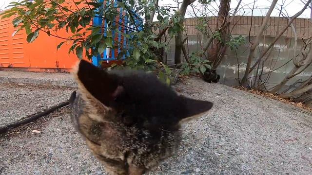 Желе своими руками: простые рецепты