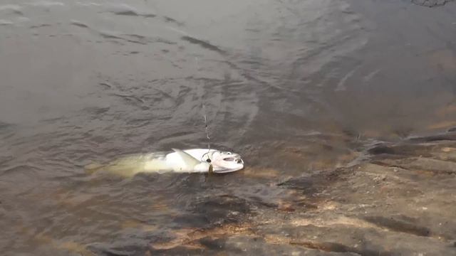 spinmania.by Наши в Венесуэле! смотреть онлайн