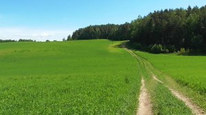 Пейзажи лета: холмистые поля. Звуки живой природы.
