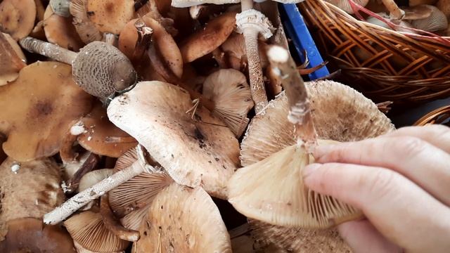 Собираем опята/ Купили дегидратор/ Теплица на даче/ Делаем высокие грядки смотреть онлайн