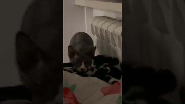 Апироль #сфинкс #кошка #сфинксы #танцует #приколы смотреть онлайн