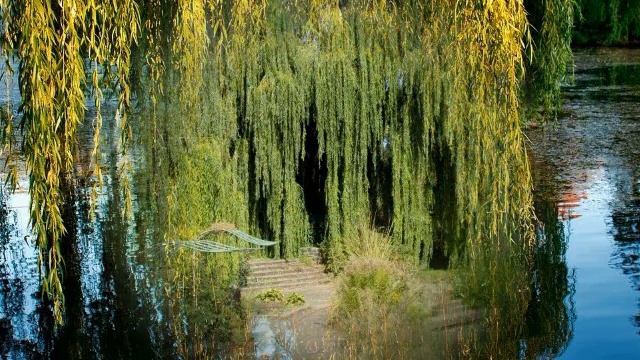 ИВЫ И БЕРЁЗЫ В ДИЗАЙНЕ САДА / ЧАРУЮЩАЯ КРАСОТА / willows and birches in the garden design. смотреть онлайн