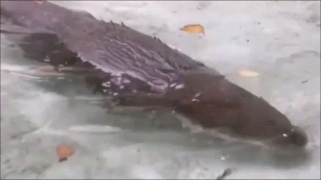 Выдра в Московском зоопарке смотреть онлайн