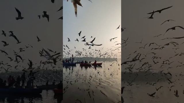 5 интересных фактов про животных которые ты не знаешь. Опоссум. Пчела. Чайка. Курица. Кузнечик. смотреть онлайн