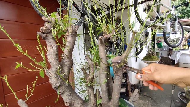 bonsai branch selection tips ?.. tips sa pagpili Ng tamang sanga ng bonsai materyales смотреть онлайн
