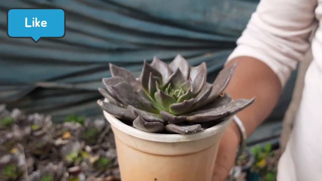 Collection Of Succulents At Amit Nursery, Andheria More | Ramiya's Gardening