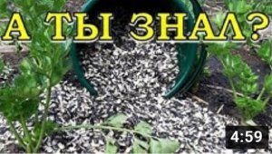 Шелуха СЕМЕЧЕК на огороде: польза или вред?