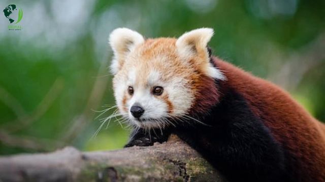 The Truth About Red Panda Breeds: Astonishing Facts смотреть онлайн