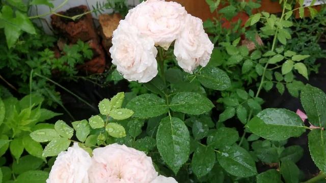 Роза Салита ,красотка. смотреть онлайн