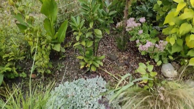 ОБЗОР САДА прогулка по саду 30 сентября ! САМАЯ КРУТАЯ ПАЛЬМА ТЕПЕРЬ В САДУ смотреть онлайн