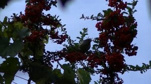 Пираканта и воробьи. Кто ест пираканту? Ягоды пираканты.