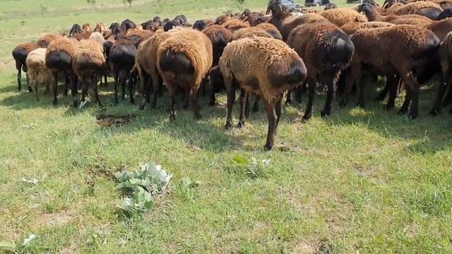 Гиссарский кочкары в горах К/Х Нурзода. Гиссарский бараны смотреть онлайн