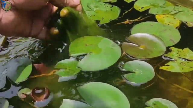 Water lily pe dher sare bloom kaise paae : 5 Secret tips смотреть онлайн