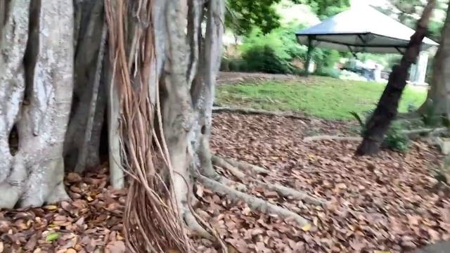 Ботанический Сад, Роскошный Супермаркет. Brisbane Botanic garden. David Jones. Bus Travel. смотреть онлайн