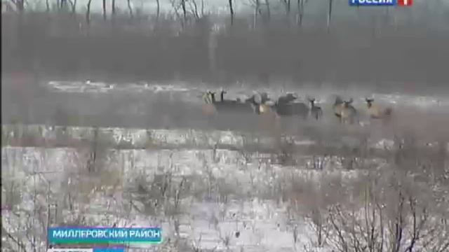 У жительницы Дона во дворе живет дикая косуля смотреть онлайн