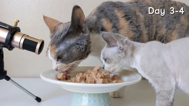 A kitten becomes friends with an adult cat | New kitten home смотреть онлайн