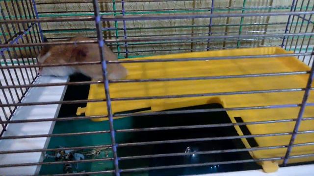 Уборка у хомяков/ что случилось с малышами смотреть онлайн