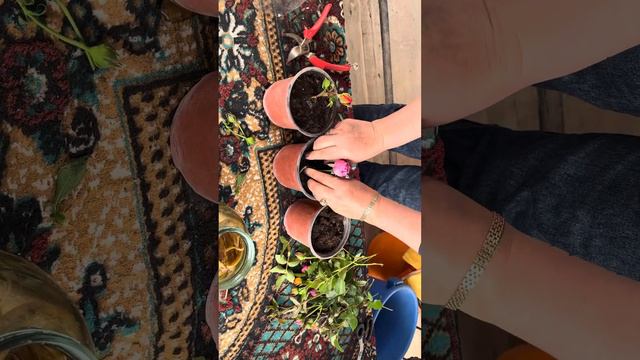 АТИРГУЛНИ КАЛАМЧА УСУЛИДА КУПАЙТИРИШ