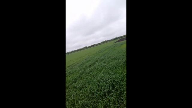 ВНИМАНИЕ!!! Впервые в Украине 2019.Опытные участки технологии Cultan на озимой пшенице. смотреть онлайн
