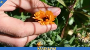 Как выглядит КАЛЕНДУЛА (как ЗАВАРИТЬ ПРАВИЛЬНО растение) | КАЛЕНДУЛА и НОГОТКИ одно и тоже