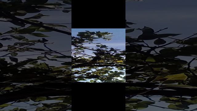 20240909_110818.mp4 смотреть онлайн