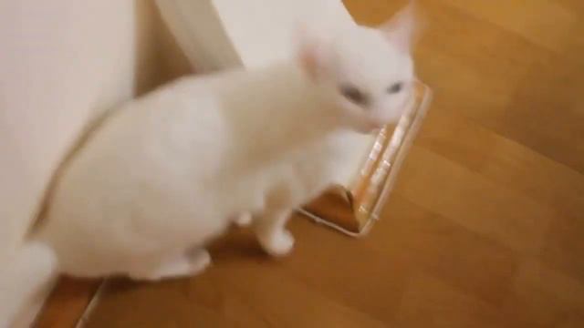 Кот чихнул 14 раз.Шок смотреть онлайн