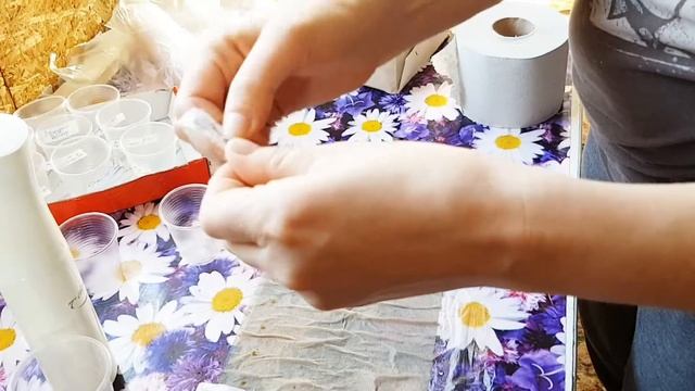 Проращивание семян в САМОКРУТКЕ смотреть онлайн