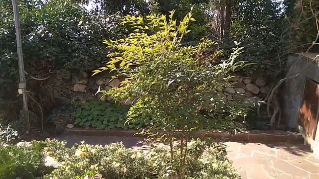 Нандина домашняя (Nandina domestica смотреть онлайн