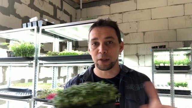 Николай GreenMan: экономика и технология проращивания микрозелени горчицы белой для itravi.ru смотреть онлайн
