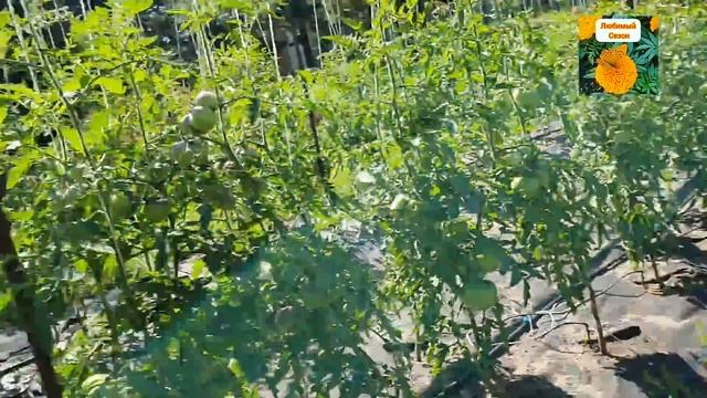 ОБЗОР №3 КОЛЛЕКЦИОННЫХ СОРТОВ ТОМАТОВ В ОТКРЫТОМ ГРУНТЕ НА 22 ИЮЛЯ ИЗ СЕМЯН ОТ АЛЛЫ КОНДРАТЬЕВОЙ. смотреть онлайн