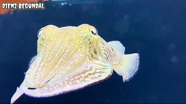 european common cuttlefish-sepia officinalis смотреть онлайн