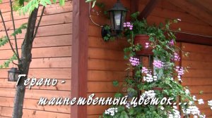 Герань - таинственный цветок... Дачные картинки 2022.