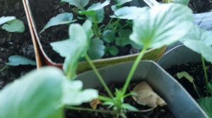 Прищипка ВИОЛЫ для пышности, густоты куста.???