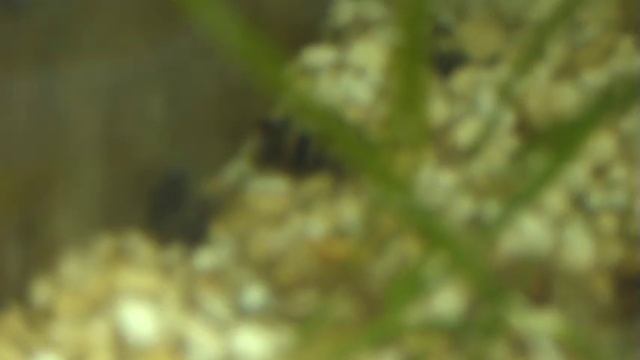 Хищная улитка ХEЛЕНА. смотреть онлайн