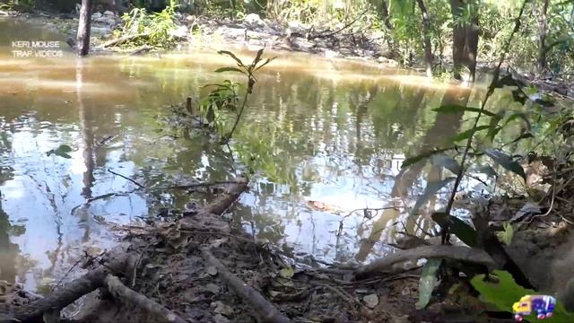 Marvelous and super hungry forest monkey swim water find food- 5 смотреть онлайн