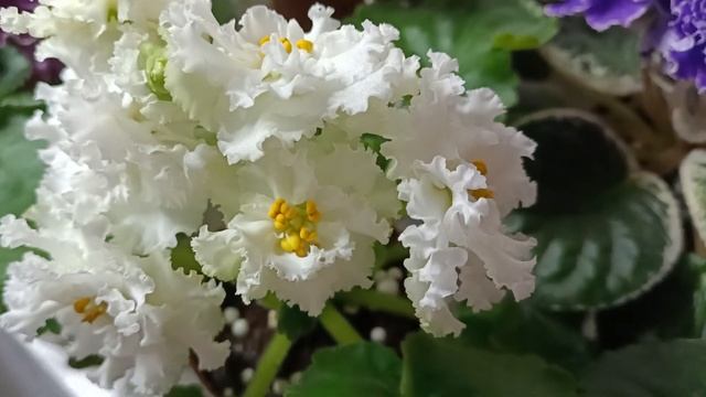 Домашняя декабрьская выставка фиалок. Часть третья. смотреть онлайн