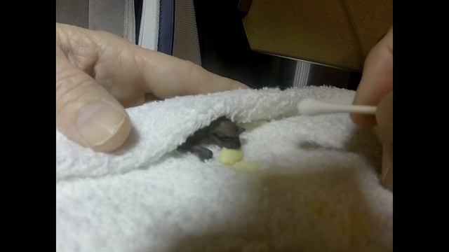 Tiny Bat Rescue смотреть онлайн
