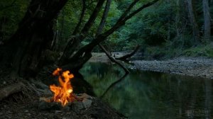 Чем подкормить девичий виноград для быстрого роста?