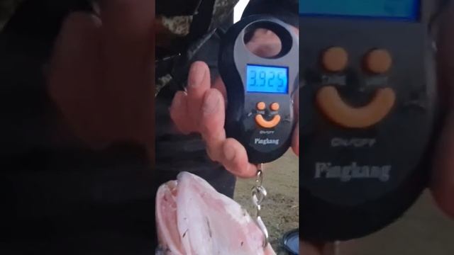 Вот такой судак смотреть онлайн